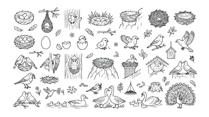 鳥の巣とひな鳥のベクターイラストセット、手描き風の鳥の生活、自然と動物の生態系を表現したモノクロアイコンコレクション、教育素材やデザイン要素に最適 © Aralan