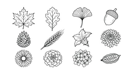 自然の恵み、秋の植物と葉っぱのモノクロ手描きベクターイラストセット。紅葉、ドングリ、松ぼっくり、麦、花、カカオ豆など、季節感あふれるデザイン素材集。 © Aralan