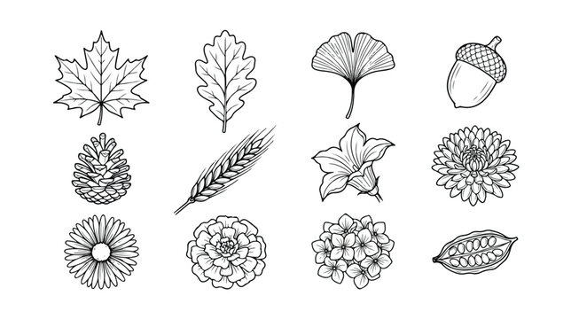 自然の恵み、秋の植物と葉っぱのモノクロ手描きベクターイラストセット。紅葉、ドングリ、松ぼっくり、麦、花、カカオ豆など、季節感あふれるデザイン素材集。