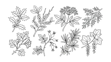 手描き風の植物イラストセット、自然の恵みとハーブのモノクロ線画ベクター素材集、オーガニック製品やボタニカルデザインに最適な植物コレクション © Aralan