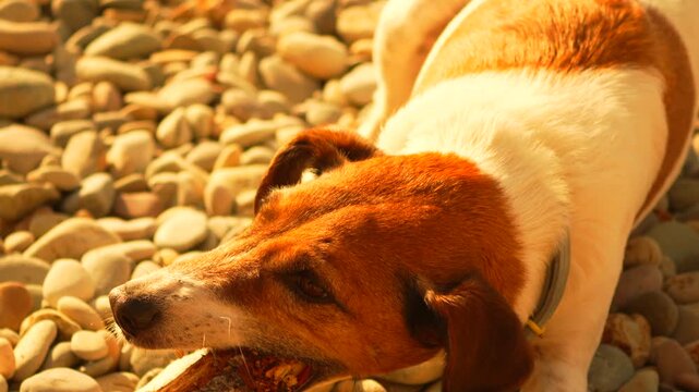 Dog chewing stick Jack Russell Terrier lies on a sunlit pebble beach and gnaws on a large wooden branch
