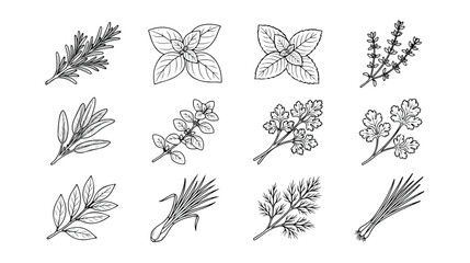 Aromatic herb collection, hand-drawn botanical vector set. Fresh culinary herbs, natural seasoning ingredients, and organic kitchen spices for cooking and healthy eating. © Joe