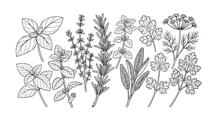 Aromatic culinary herbs, hand-drawn vector illustration set. Fresh organic cooking ingredients, botanical line art collection for food packaging and recipe designs. © Joe