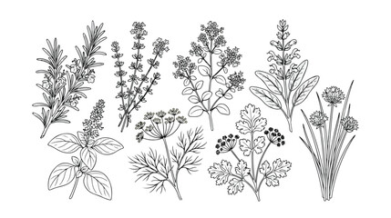 Aromatic culinary herbs vector collection, hand-drawn botanical illustrations of fresh cooking ingredients. Detailed line art set of natural spices and seasoning plants for food and kitchen © Joe