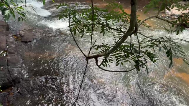 Close-up view of a flowing freshwater stream with a tree branch in the foreground, showcasing natural movement, rippling water, and a tranquil outdoor environment