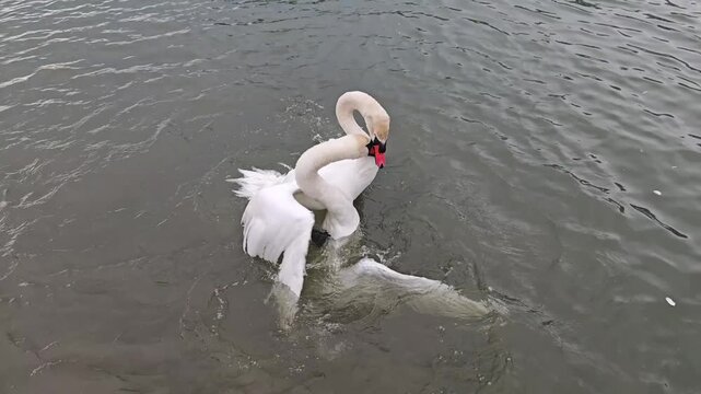 Wild Swans