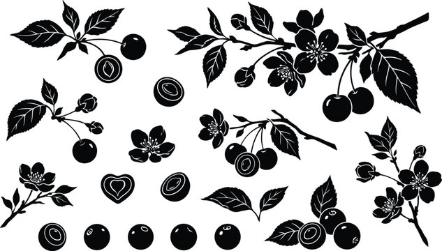 Black and white cherry plums on branches illustration