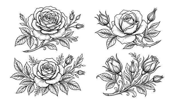 Four elegant rose illustrations black and white floral vector set
