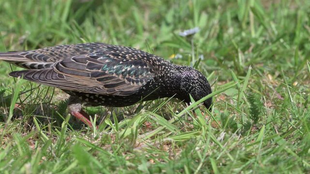 Starling (Sturnus vulgaris) eating mealworms from a garden lawn, using its beak to prise apart the grass to find them. June, Kent, UK [Slow motion x4]