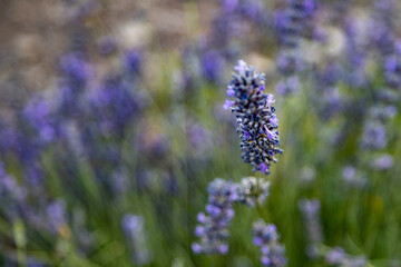 Obraz premium Lavender flower stem blooming close up on blurry purple field background. Beautiful violet aromatic plant in soft evening light, macro botanical details, Mediterranean, Turkey.