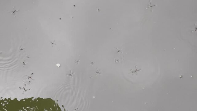 Several water strider insects skating on water