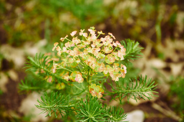 Wilczomlecz sosnka, Euphorbia cyparissias L. © Marcin Łazarczyk
