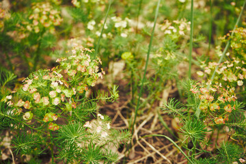 Wilczomlecz sosnka, Euphorbia cyparissias L. © Marcin Łazarczyk