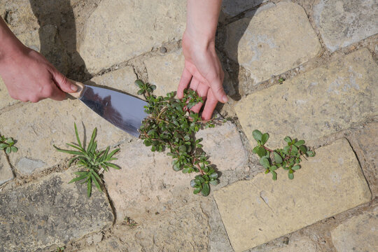 Removing weeds (Purslane / Portulaca oleracea) growing between paving bricks in a courtyard, close-up gardening maintenance for a clean and aesthetic outdoor surface