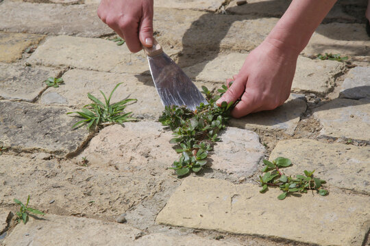 Removing weeds (Purslane / Portulaca oleracea) growing between paving bricks in a courtyard, close-up gardening maintenance for a clean and aesthetic outdoor surface