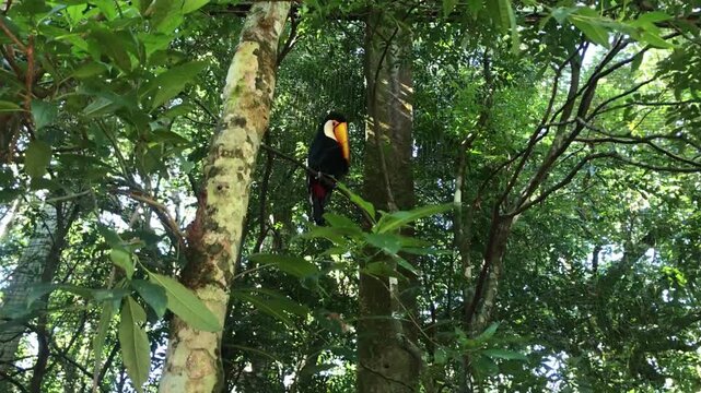 Static medium shot of a Toco Toucan perched on a tree branch within a dense, sunlit tropical rainforest environment, showcasing natural avian behavior