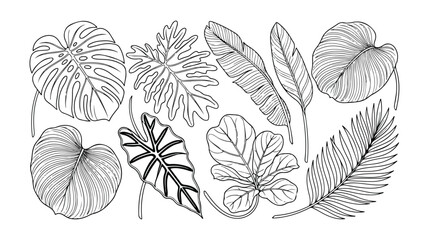 Tropical leaves vector collection, exotic jungle foliage line art, botanical plant illustrations, hand-drawn natural elements for design projects © Haseeb's Work
