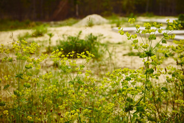 Wilczomlecz sosnka, Euphorbia cyparissias L. © Marcin Łazarczyk