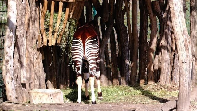 The rear end of an Okapi in a zoo