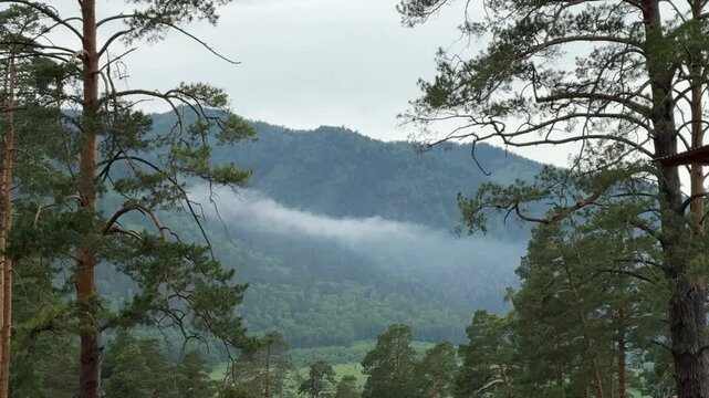 A static shot frames a misty mountain forest in Chemal, Republic of Altai, Russia, through pine trees