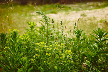 Wilczomlecz sosnka, Euphorbia cyparissias L. © Marcin Łazarczyk