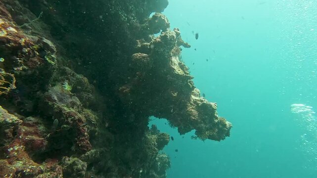 Scuba diving Fiji in Suva on tropical island Viti Levu in Fiji along sheer coral reef wall with tropical fish in turquoise ocean water
