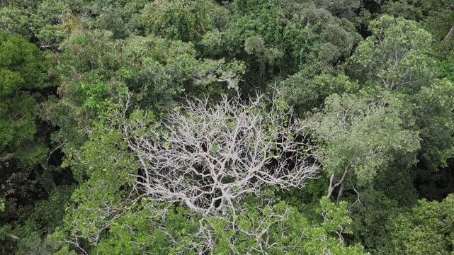 dry tree in the middle of a dense forest in the Amazon ecosystem. Upview