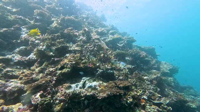 Scuba diving over healthy coral reef ecosystem teeming with tropical fish in Suva on tropical island Viti Levu, Fiji, South Pacific