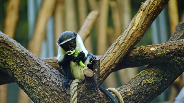 A small monkey in a zoo eating celery