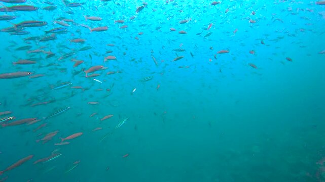 Underwater view of big school of fusilier tropical fish swimming in unison in blue ocean waters of Fiji, South Pacific