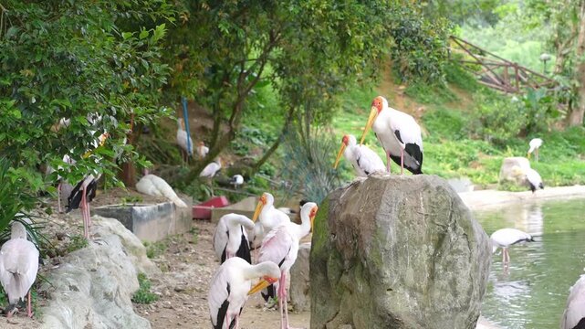 storks in park, a group of yellow billed storks preening and hock sitting on the rocks in the afternoon, blue peacock dancing in the backgroun