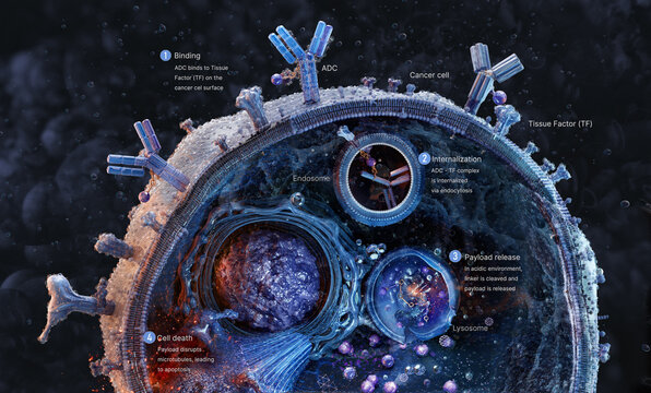 Antibody drug conjugate (ADC) targeting tissue factor on cancer cells. Precision oncology treatment, targeted drug delivery, intracellular payload release, solid tumor therapy, next gen pharmaceutical