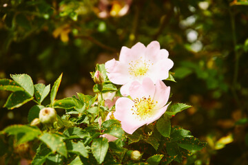 Róża dzika, Rosa canina L., psia róża, szypszyna © Marcin Łazarczyk