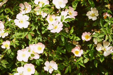 Róża dzika, Rosa canina L., psia róża, szypszyna © Marcin Łazarczyk