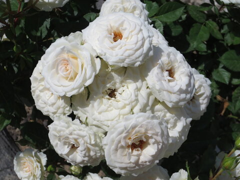 Bouquet of white roses blooming on a bush. Beautiful cluster of creamy white flowers with green leaves in bright sunlight. Elegant floral background for wedding or romantic concepts.