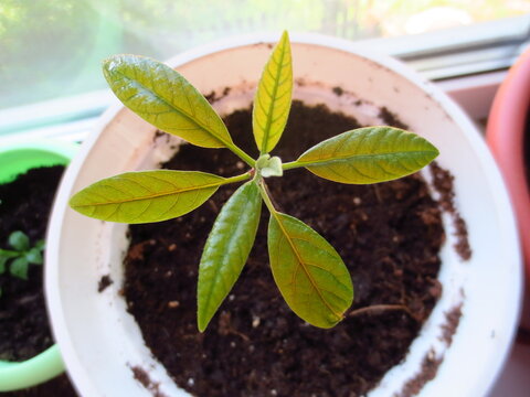 Young avocado sprout growing in a white pot with dark soil. Healthy green leaves of a seedling on a windowsill. Concept of indoor gardening, plant growth, and home agriculture.