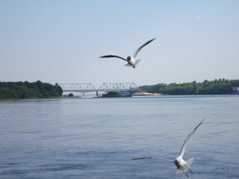 Gulls flying over a wide river with a bridge in the distance. Scenic summer landscape with blue water and sky. Wildlife and nature concept featuring seagulls in flight.