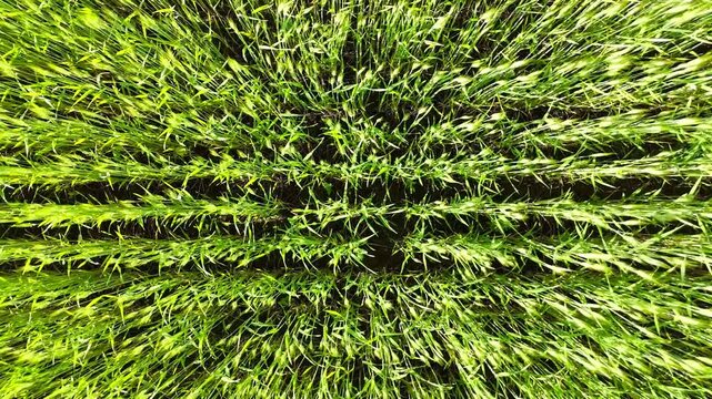 Aerial view of lush green wheat field showcasing rows of vibrant ears swaying gently in the wind, capturing the essence of agricultural growth and natural beauty in a rural landscape
