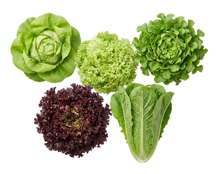 Fresh Lettuce Assortment: Butter, Romaine, Oakleaf, and Lollo Rosso varieties