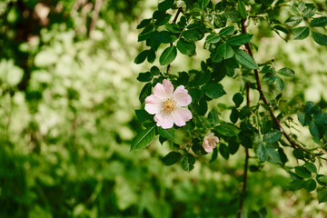 Róża dzika, Rosa canina L., psia róża, szypszyna © Marcin Łazarczyk