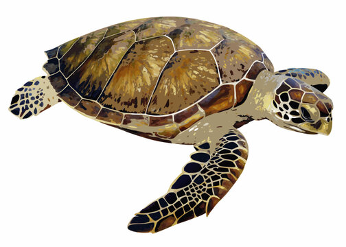 Sea Turtle Illustration With Polygons White Background