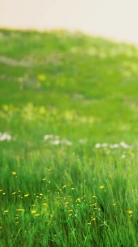 A field is filled with green grass and small yellow flowers under bright sunlight. The scene captures the essence of spring with a natural landscape.
