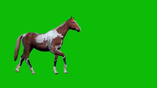 American paint horse trotting slowly on a green screen background in a side profile view