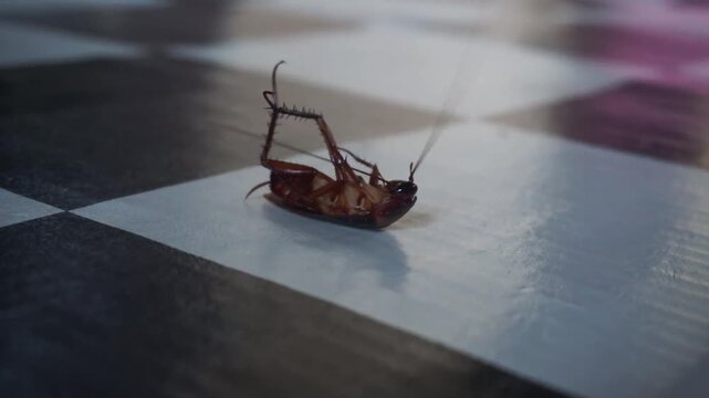 Close-up shot of a dying cockroach lying on its back, twitching its legs on a black and white checkered floor after pest control treatment.