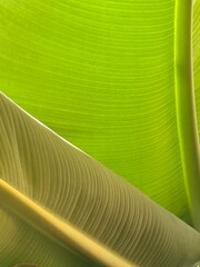 Green banana leaf close-up with natural texture, suitable as a serene nature background © dvoevnore