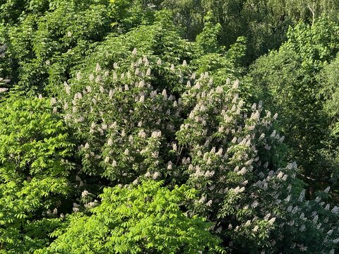 Chestnut tree with lush green foliage and blooming white flowers under sunlight background