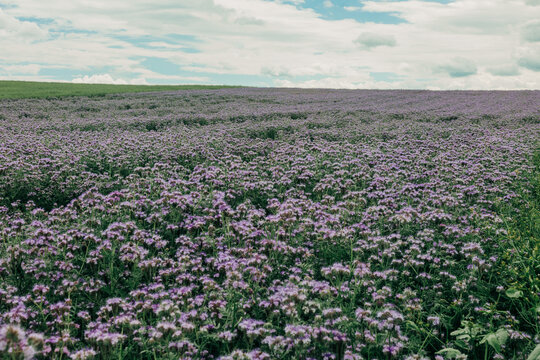 Phacelia field full of bees in summer, blooming flowers, pollination, nature.