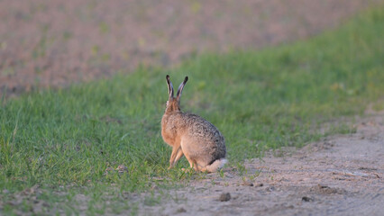Zając szarak (Lepus europaeus) siedzący czujnie na piaszczystej wiejskiej drodze, dzika przyroda. © Joanna