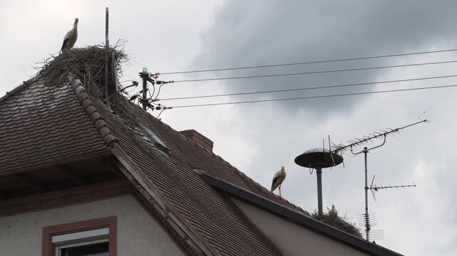 storks in nest and on a roof 4K   
