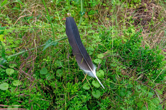 Storchenfeder